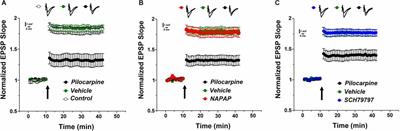 Modulation of the Thrombin Pathway Restores LTP in a Pilocarpine Mice Model of Status Epilepticus